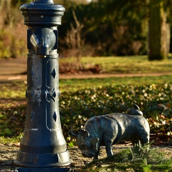2026-01-08 Brandenburg an der Havel/Waldmöpse/DSC_2371.JPG